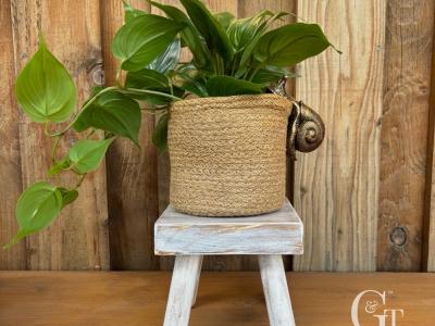 plant on small wooden stool