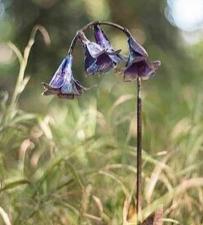 Flower Garden Gift