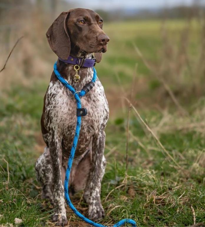 Dog wearing lead