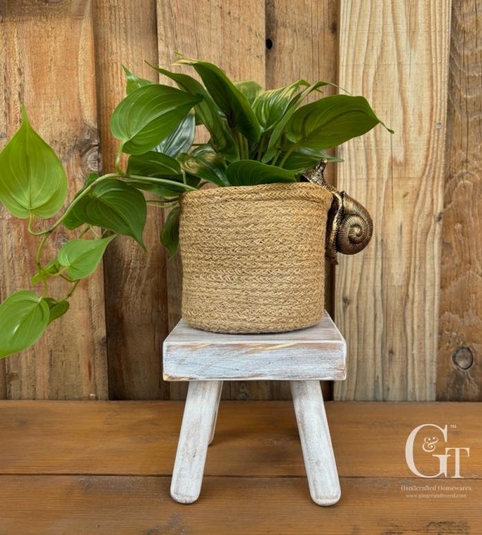 plant on small wooden stool