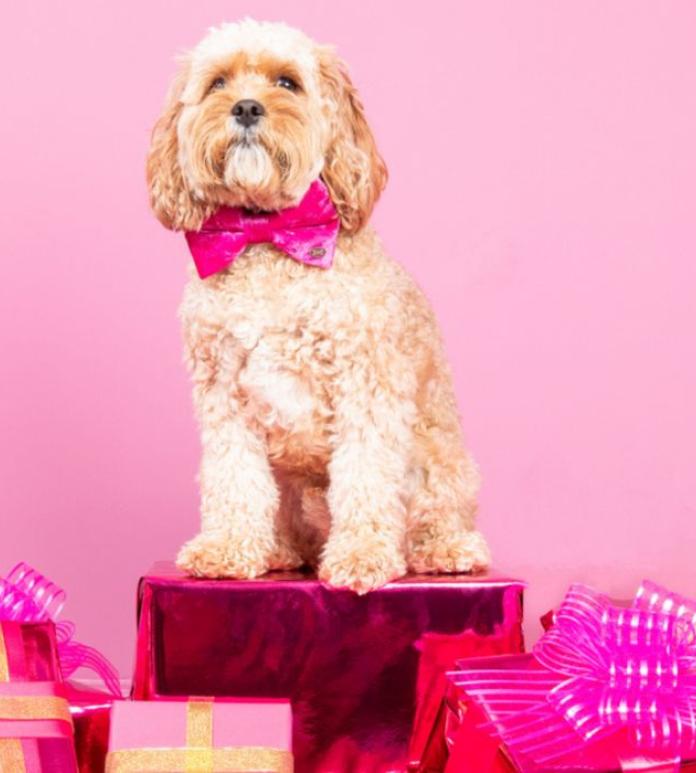 Dog in a bowtie